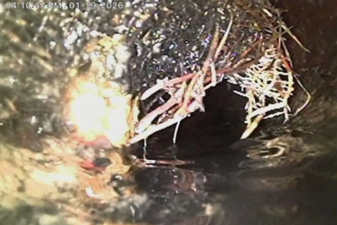 Sewer camera footage showing tree roots growing into a lateral sewer line
